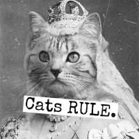 Magnet "Cats Rule."